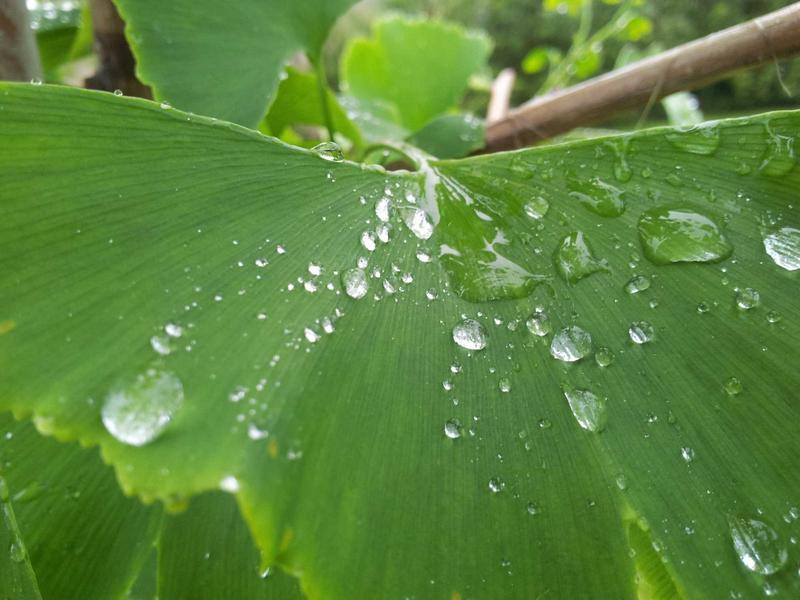 银翼杀手<br>qyf5seag.cn 2025 洛杉矶雨夜